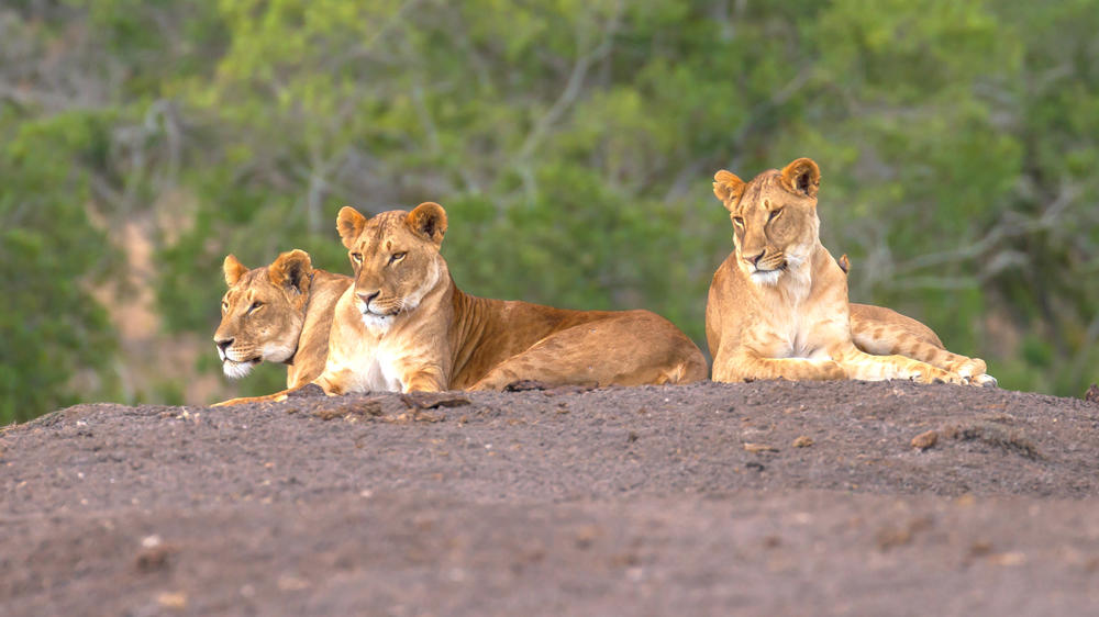 Ol Pejeta Conservancy