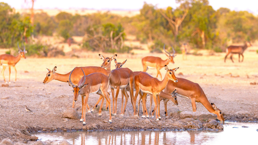Ol Pejeta Conservancy