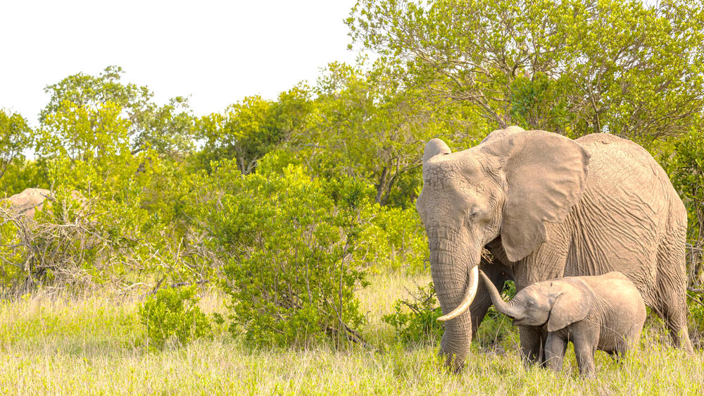 Ol Pejeta Conservancy