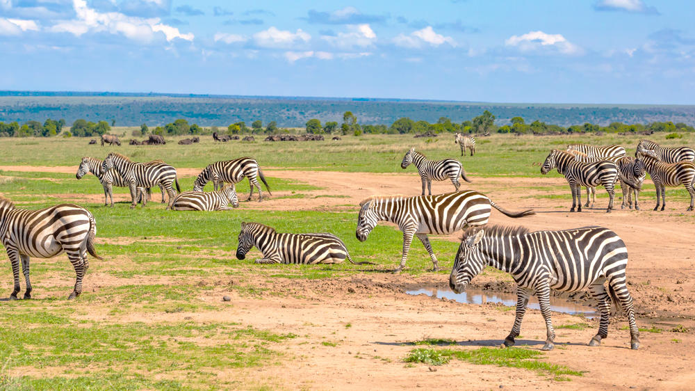 Ol Pejeta Conservancy