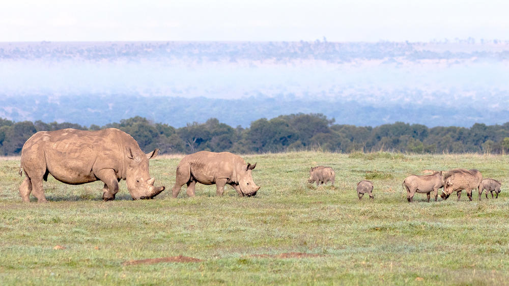 Ol Pejeta Conservancy