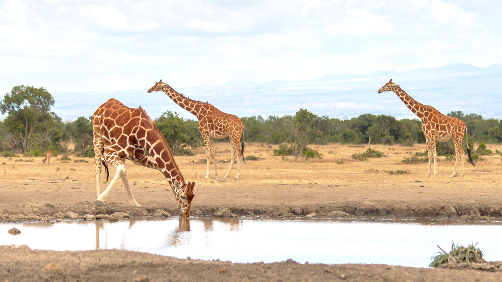 Ol Pejeta Conservancy
