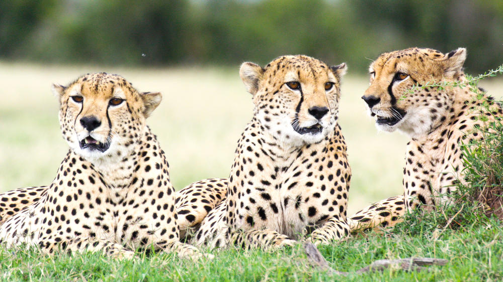 Ol Pejeta Conservancy