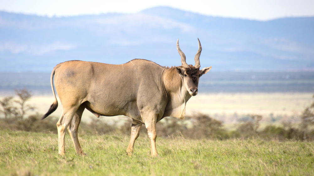 Ol Pejeta Conservancy
