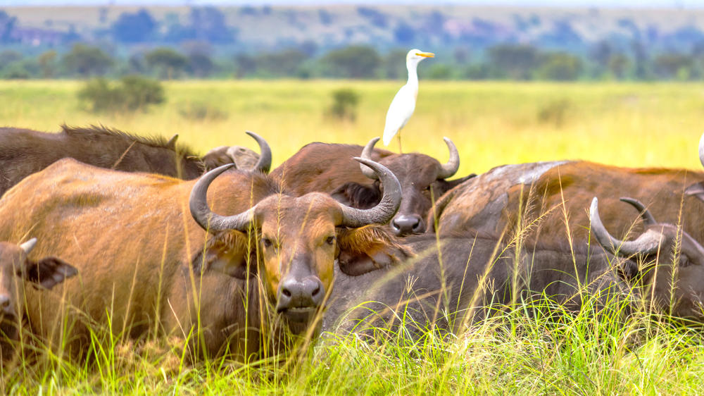 Northern Queen Elizabeth National Park