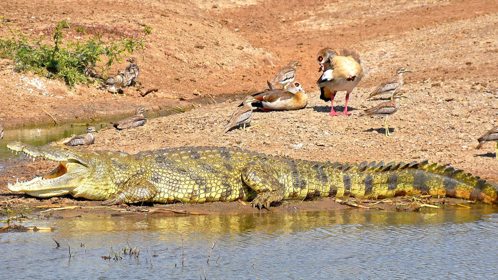 Northern Queen Elizabeth National Park