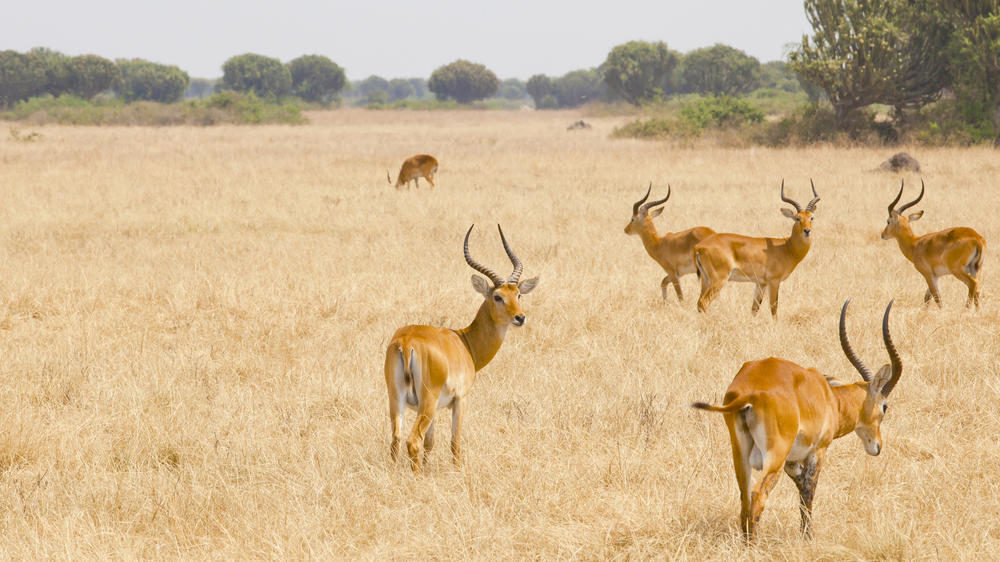Northern Queen Elizabeth National Park