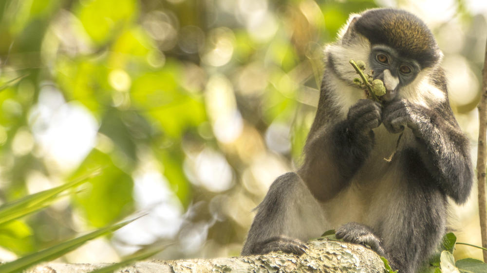 Southern Queen Elizabeth National Park