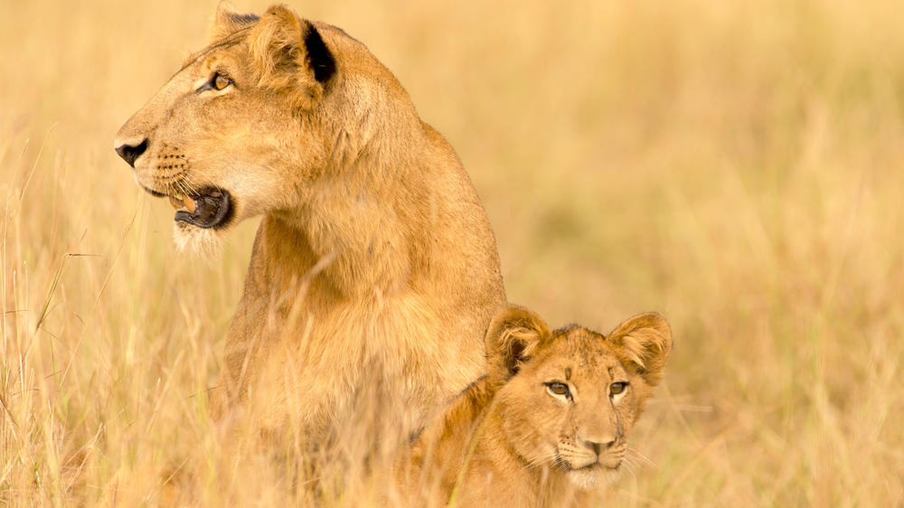 Southern Queen Elizabeth National Park