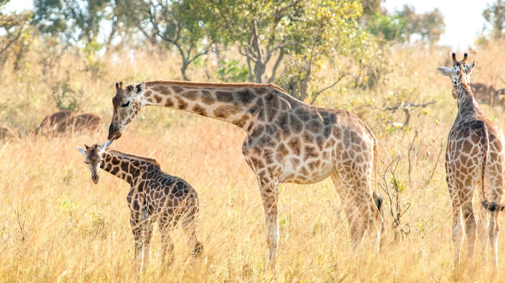 Southern Queen Elizabeth National Park
