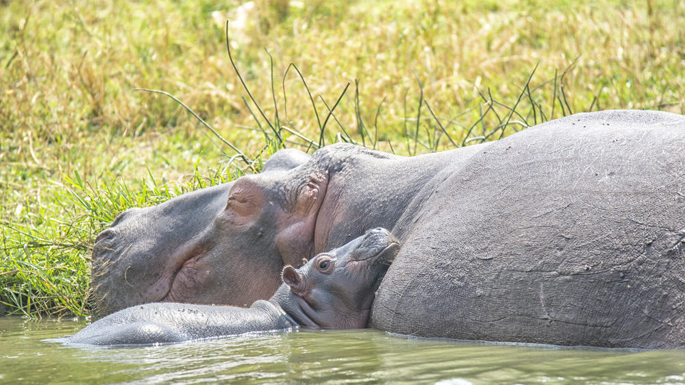 Southern Queen Elizabeth National Park