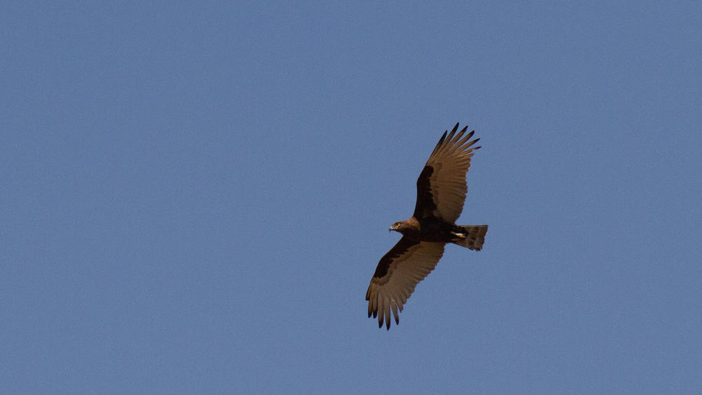 African Bush Camps Bumi Hills Safari Lodge