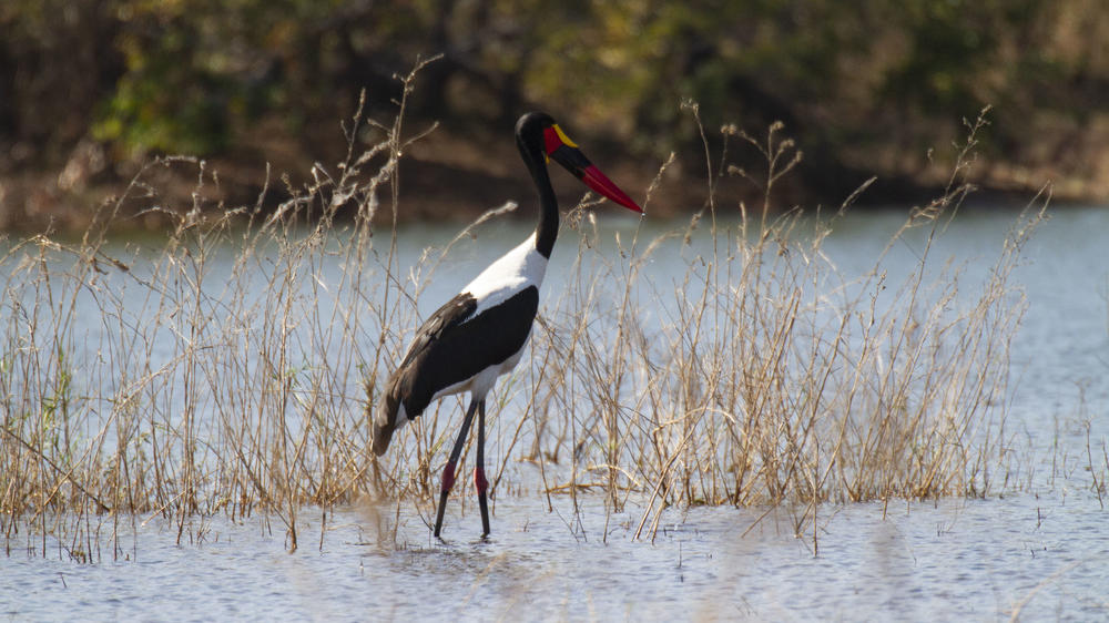 African Bush Camps Bumi Hills Safari Lodge