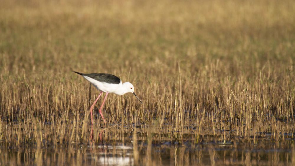 African Bush Camps Bumi Hills Safari Lodge