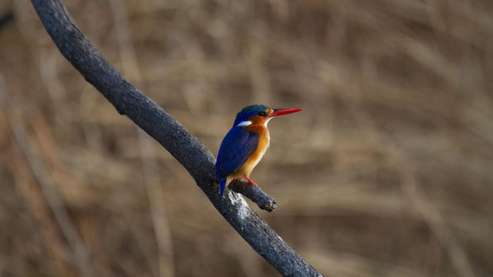 African Bush Camps Bumi Hills Safari Lodge