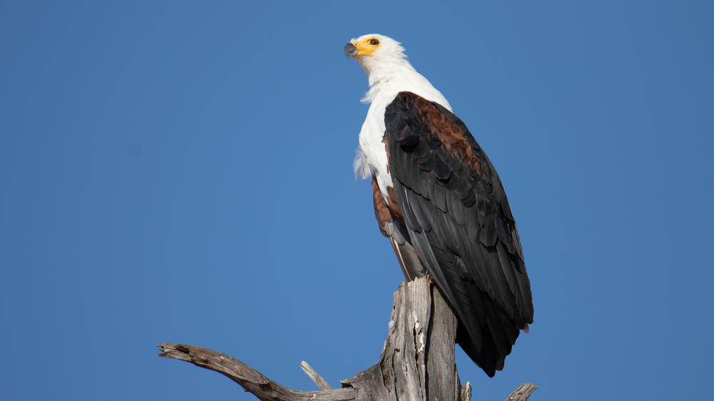African Bush Camps Bumi Hills Safari Lodge
