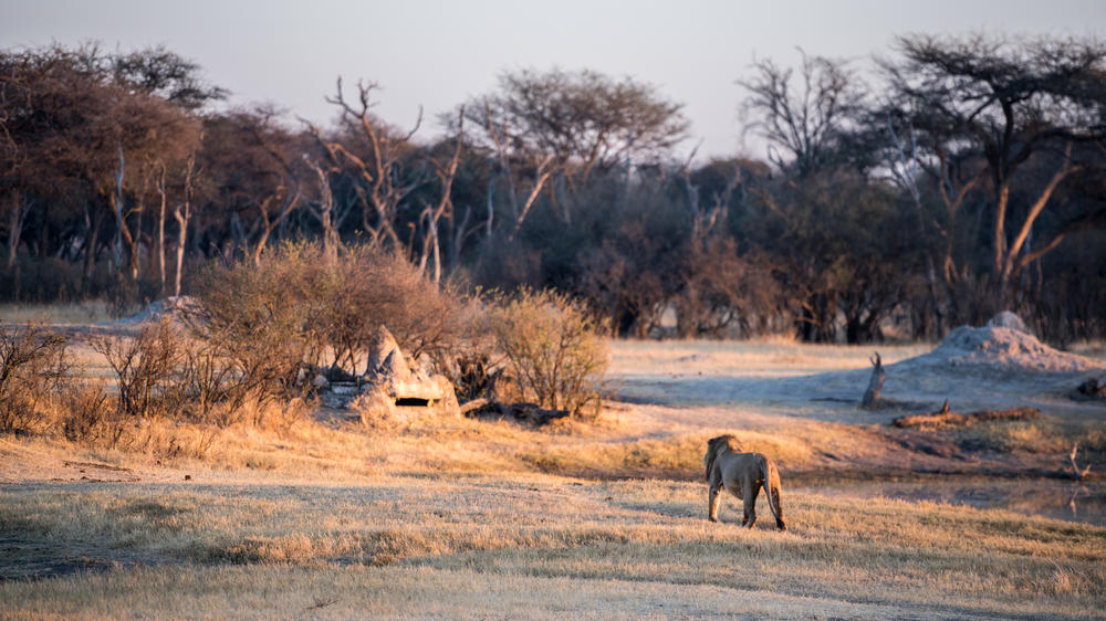 The Hide Safari Camp