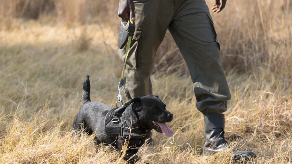 The Hide Safari Camp