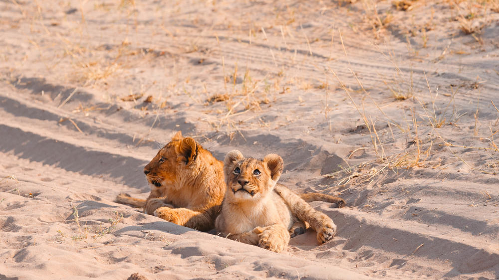 The Hide Safari Camp