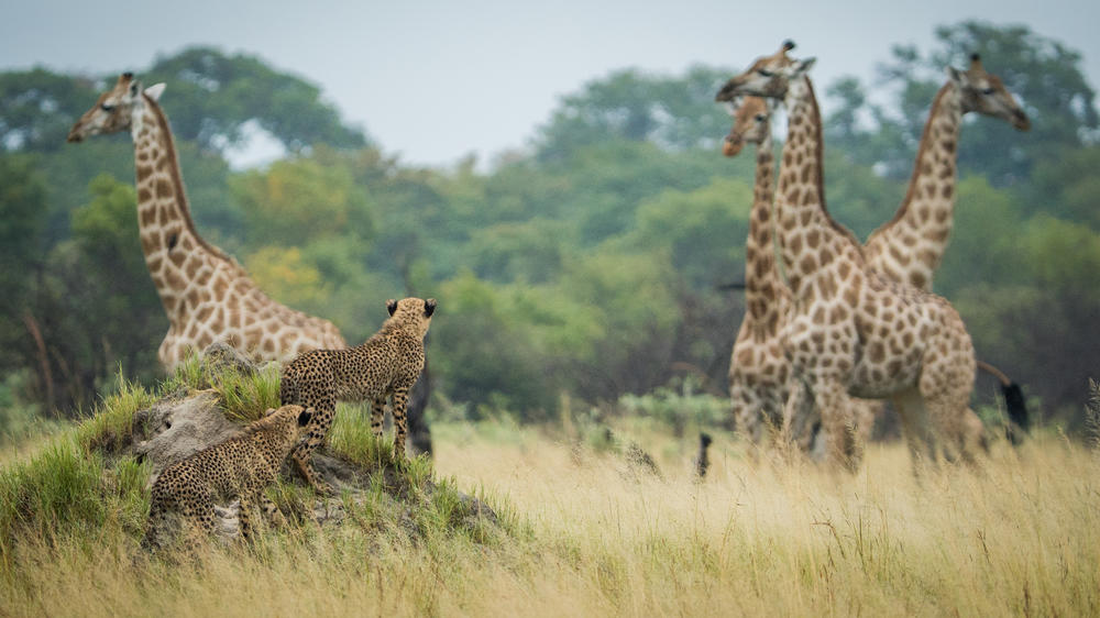 The Hide Safari Camp
