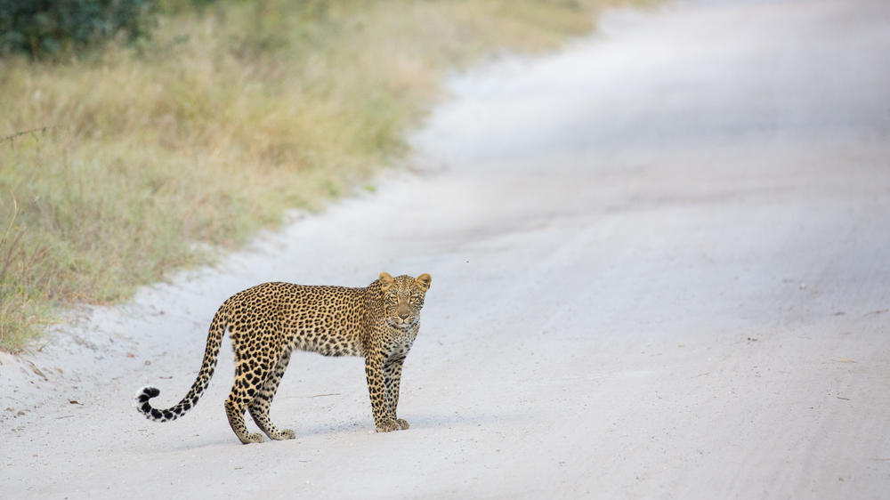The Hide Safari Camp