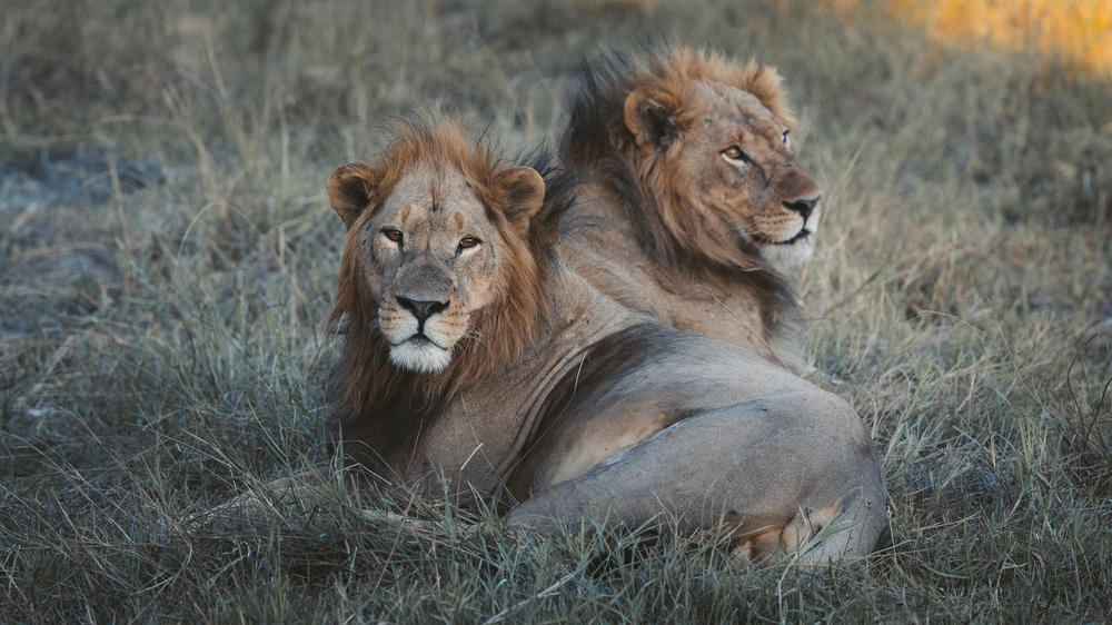 African Bush Camps Khwai Lediba