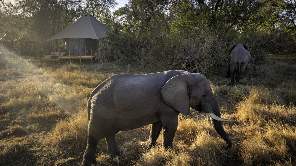 African Bush Camps Khwai Lediba