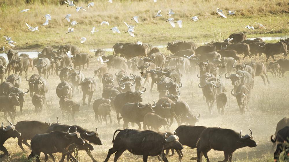 African Bush Camps Linyanti Bush Camp