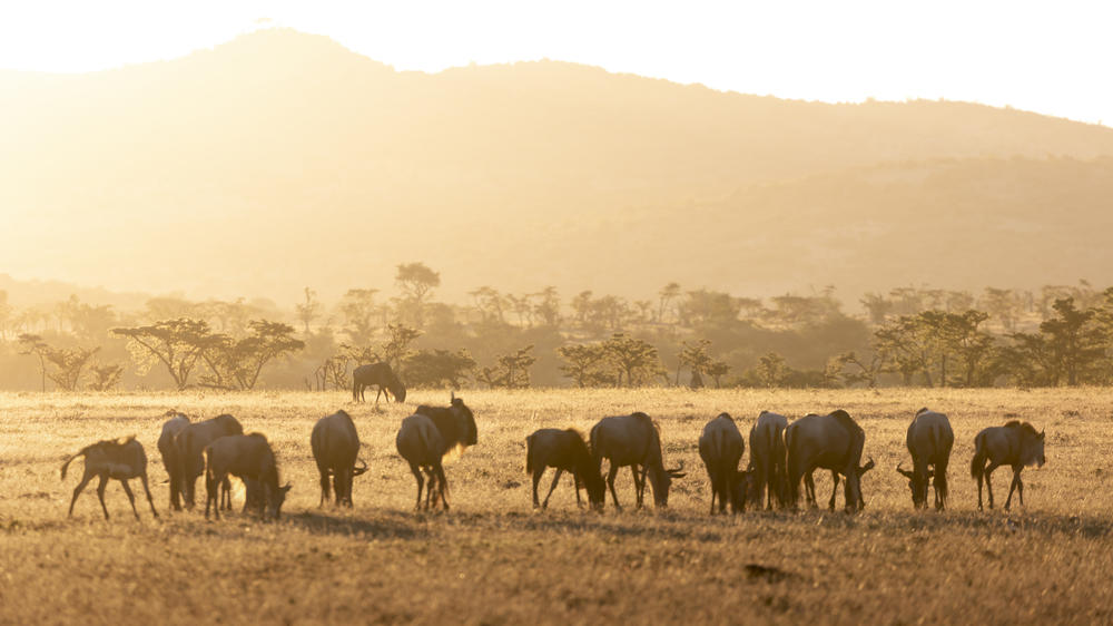 Ol Seki Hemingways Mara