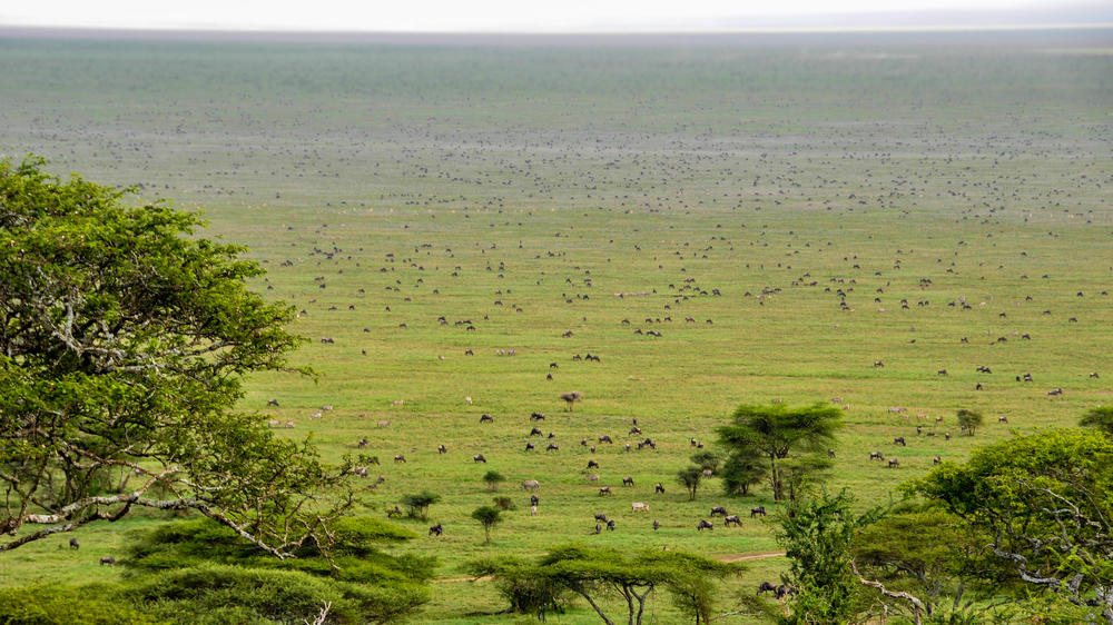 Lemala Ndutu Mobile Tented Camp
