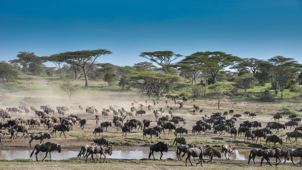 Lemala Ndutu Mobile Tented Camp