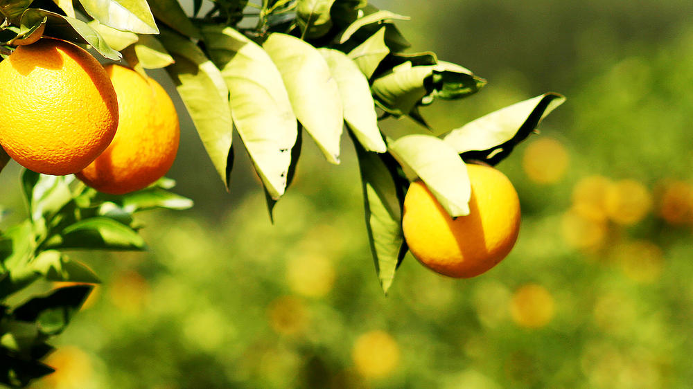 Sundays River Valley