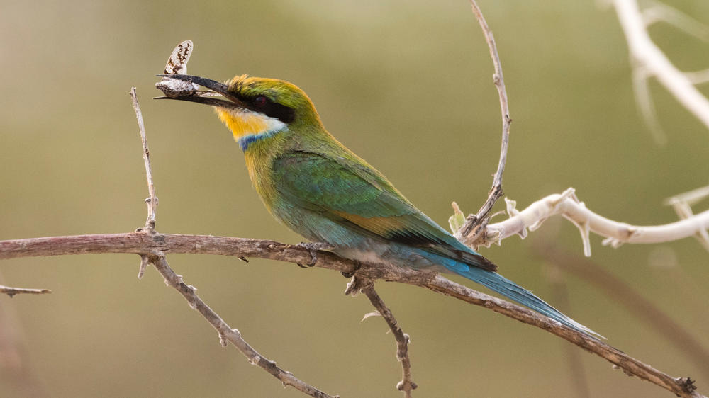 Savuti - Chobe National Park
