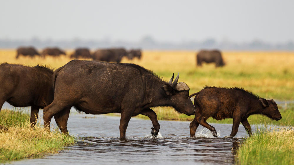 Savuti - Chobe National Park