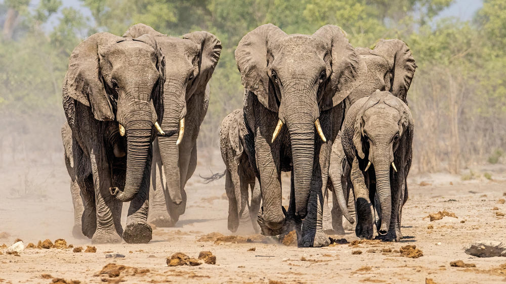 Savuti - Chobe National Park