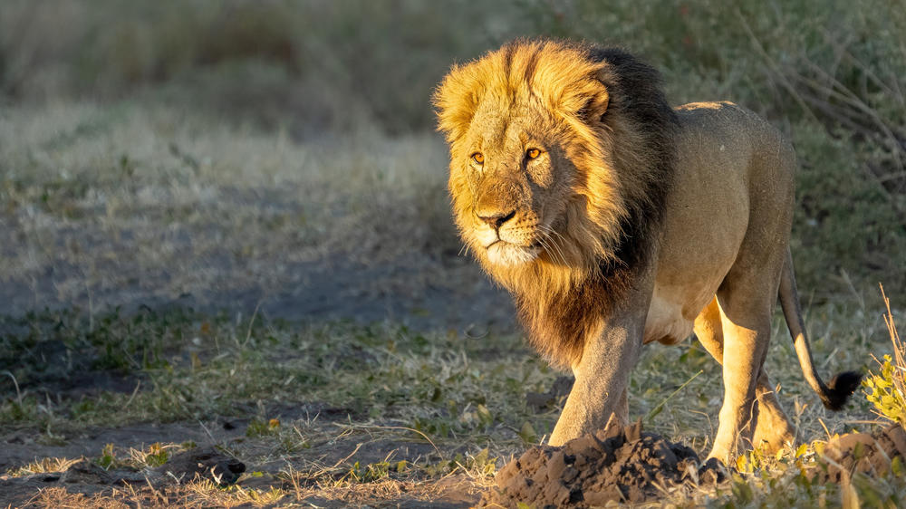 Savuti - Chobe National Park