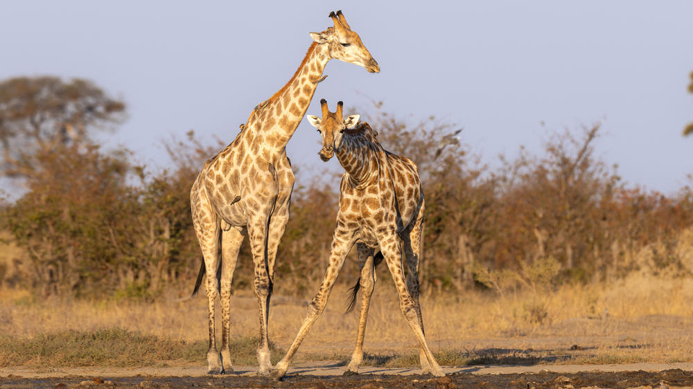 Savuti - Chobe National Park