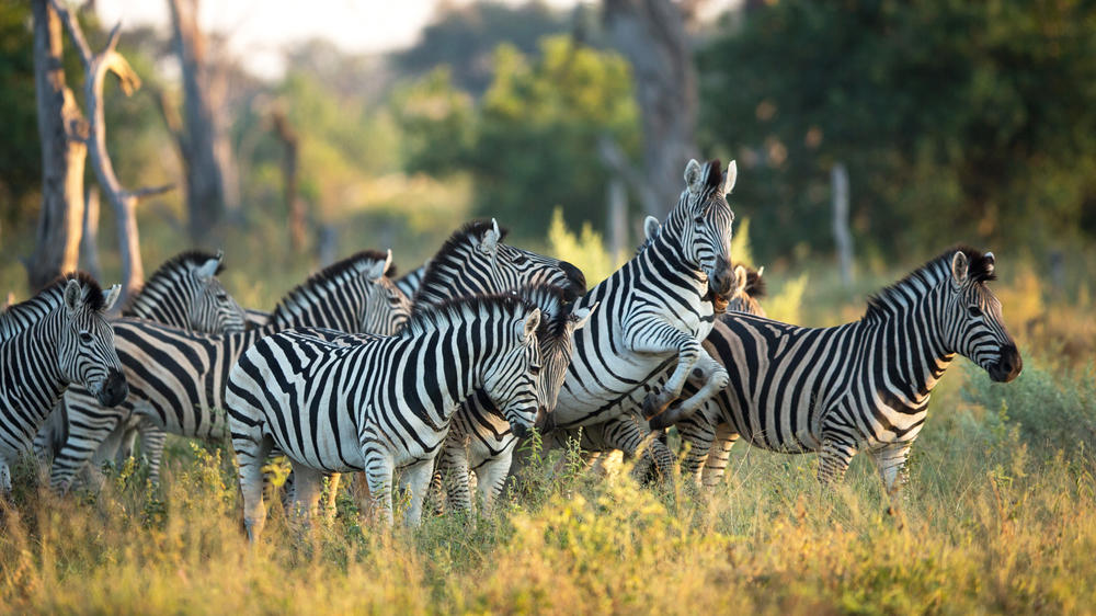 Savuti - Chobe National Park