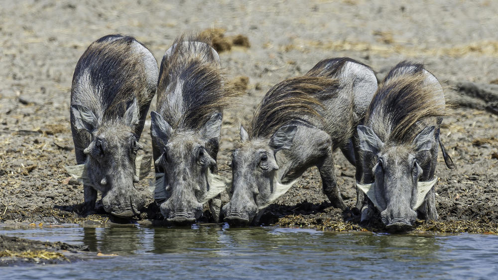 Savuti - Chobe National Park