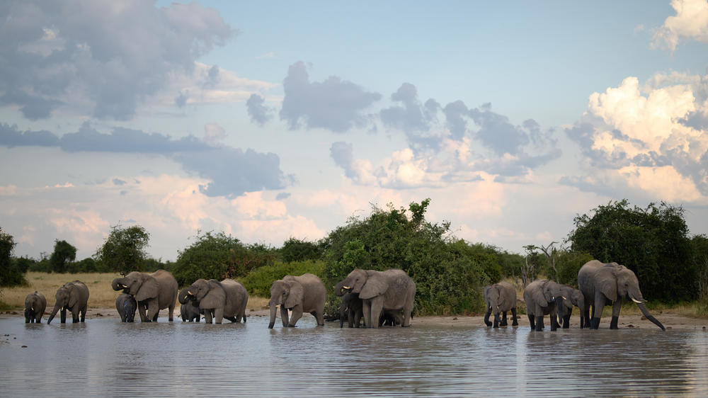 Savuti - Chobe National Park