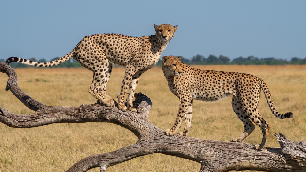 Savuti - Chobe National Park