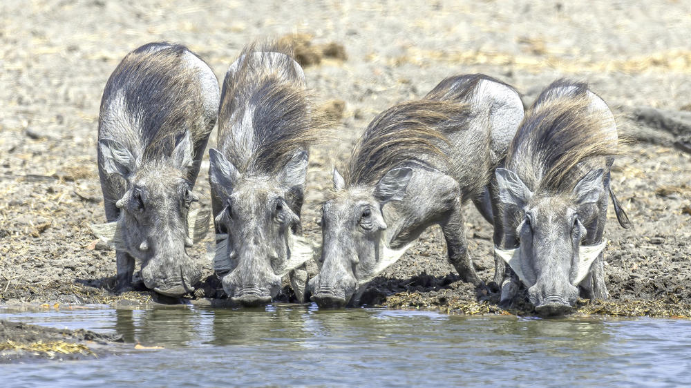 Savuti - Chobe National Park