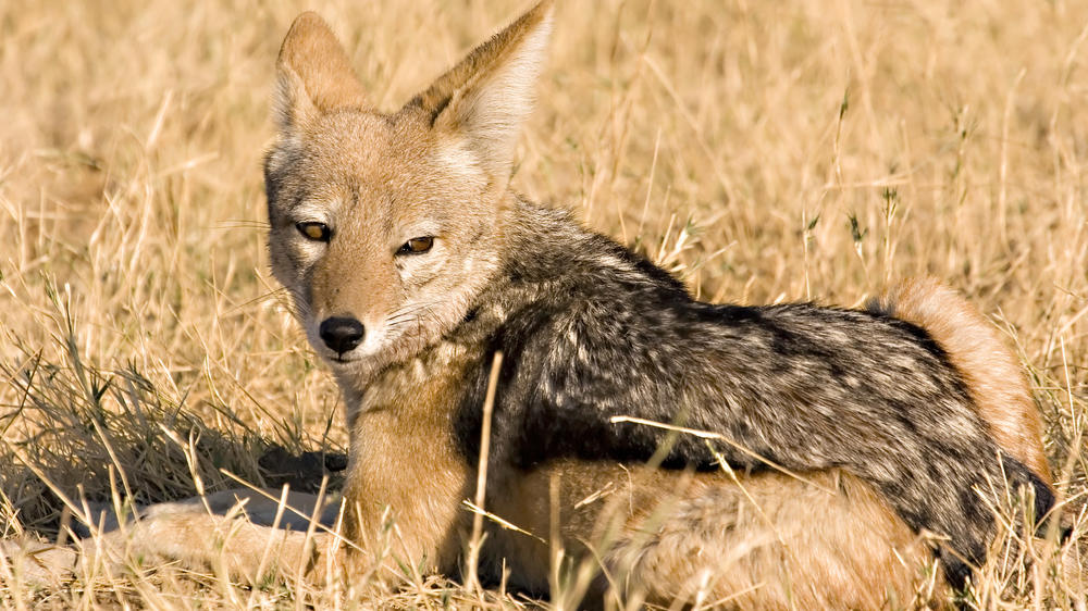 Savuti - Chobe National Park