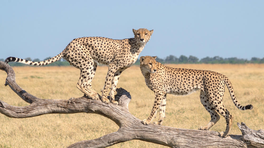Savuti - Chobe National Park