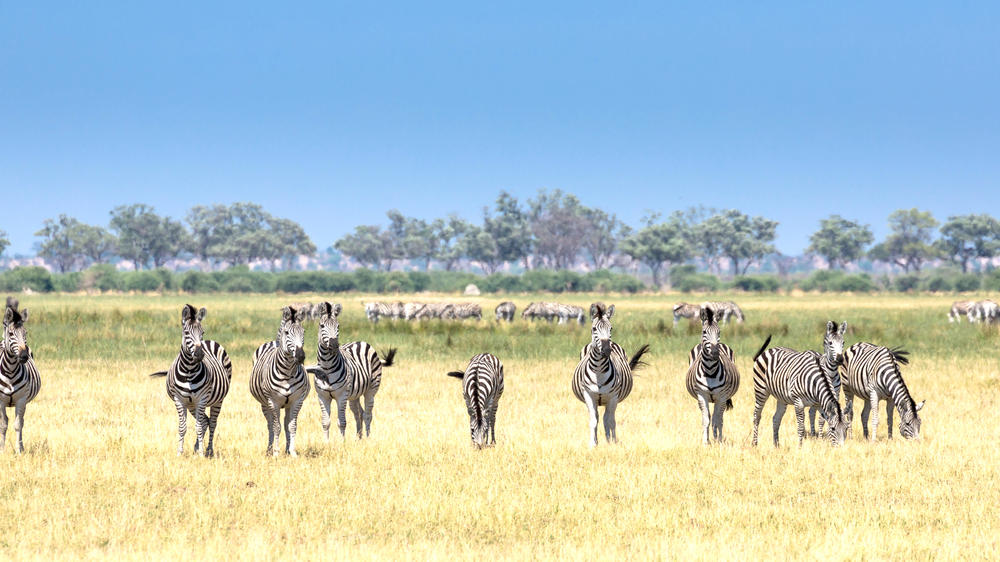 Savuti - Chobe National Park