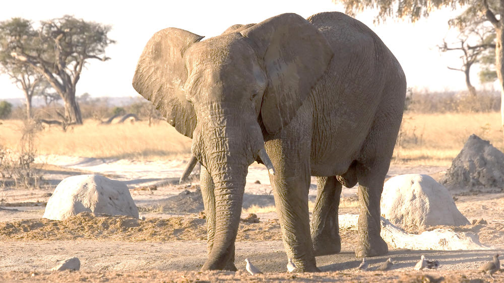 Savuti - Chobe National Park