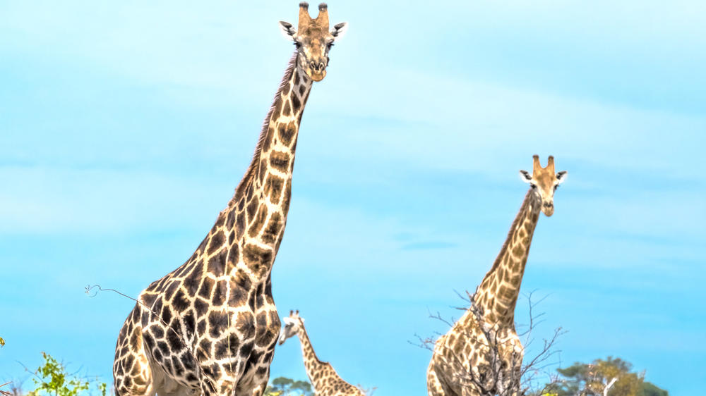 Savuti - Chobe National Park