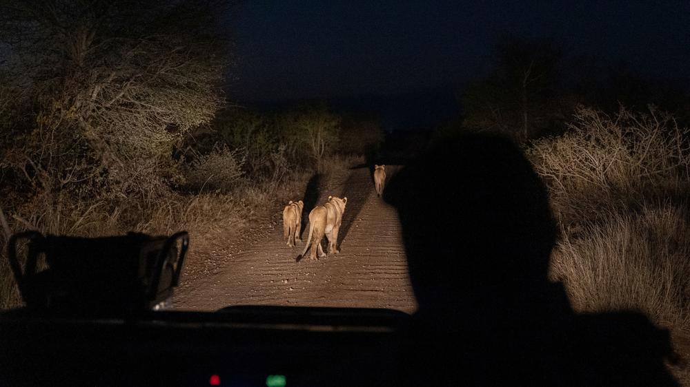 Simbavati Camp George