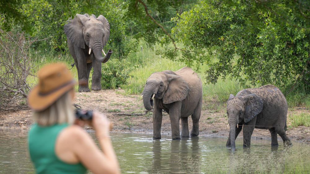 Kambaku Safari Lodge