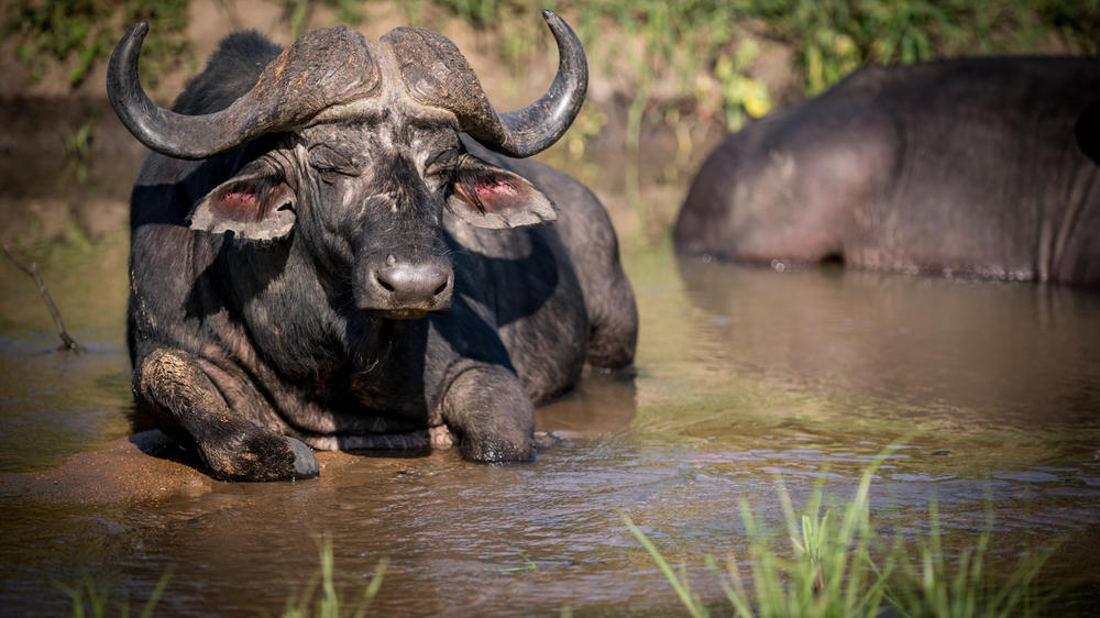 Kambaku Safari Lodge